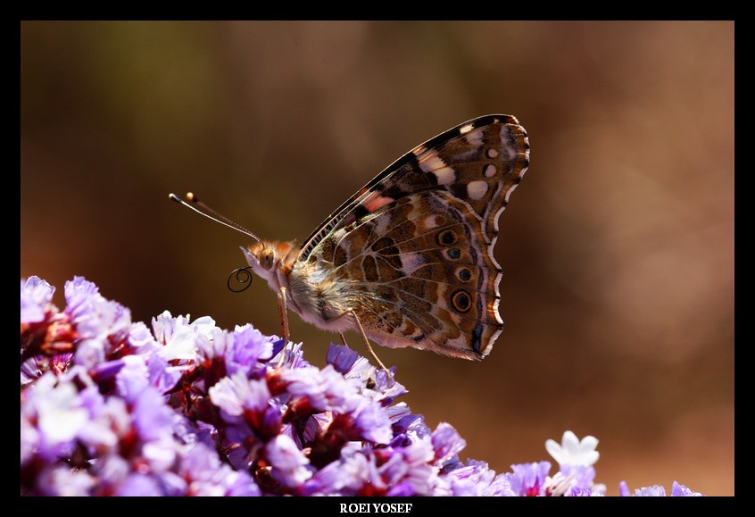 שם:  Image00001.jpg
צפיות: 258
גודל:  101.5 קילובייט